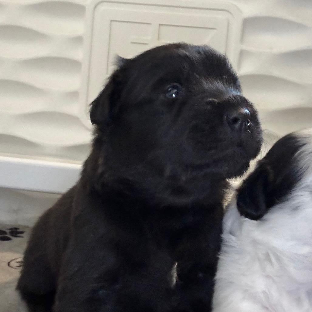 Midnight, Adoptable, Puppy Female Mixed Breed & Mixed Breed.