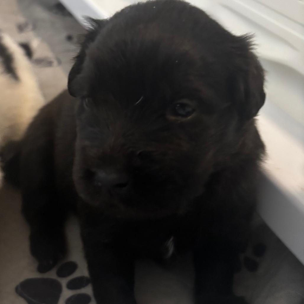 Enlarge Midnight, a Adoptable mixed breed in St. Charles, MO image 2/4