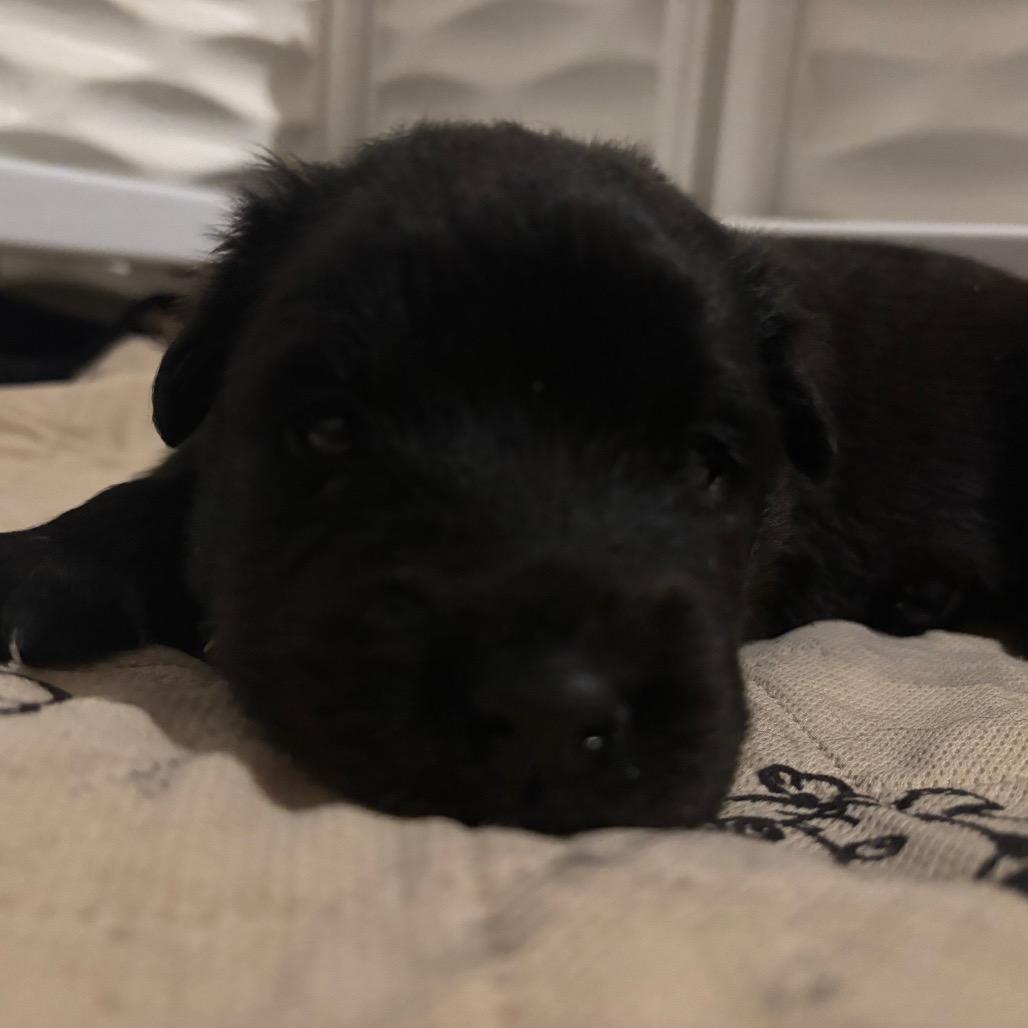 Enlarge Midnight, a Adoptable mixed breed in St. Charles, MO image 3/4