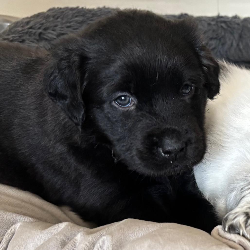 Enlarge Midnight, a Adoptable mixed breed in St. Charles, MO image 4/4