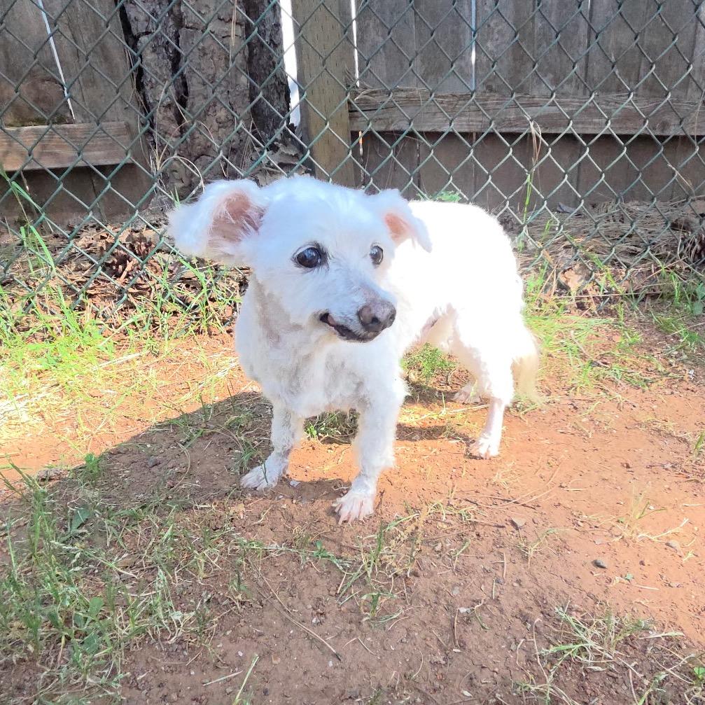 Enlarge Aku, a Adoptable Miniature Poodle in Chico, CA image 1/4