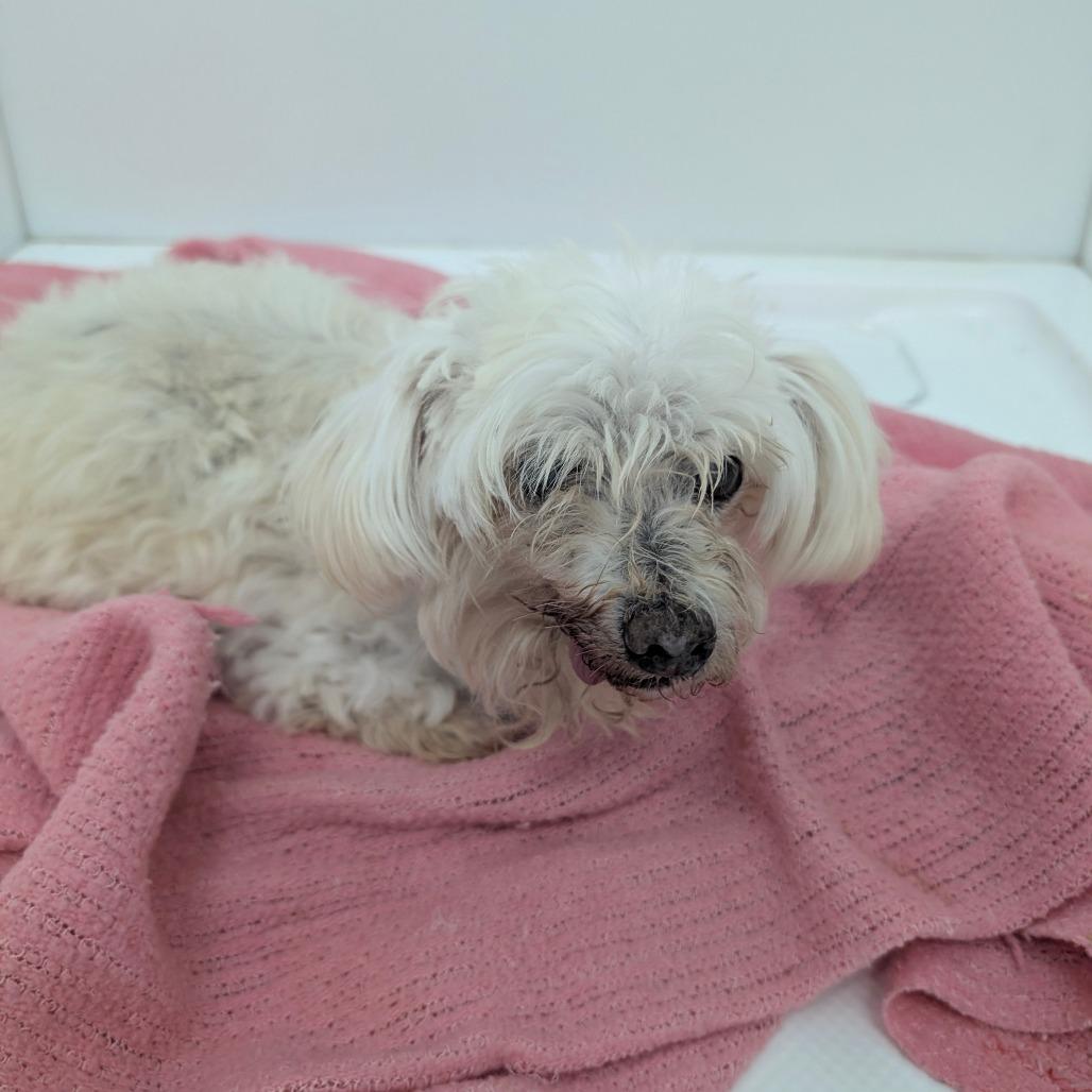 Enlarge Aku, a Adoptable Miniature Poodle in Chico, CA image 2/4