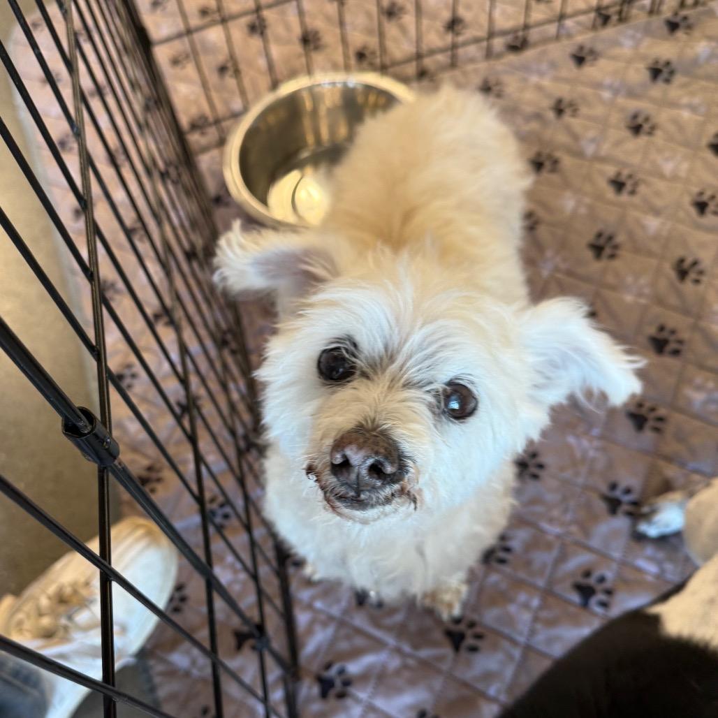 Enlarge Aku, a Adoptable Miniature Poodle in Chico, CA image 3/4
