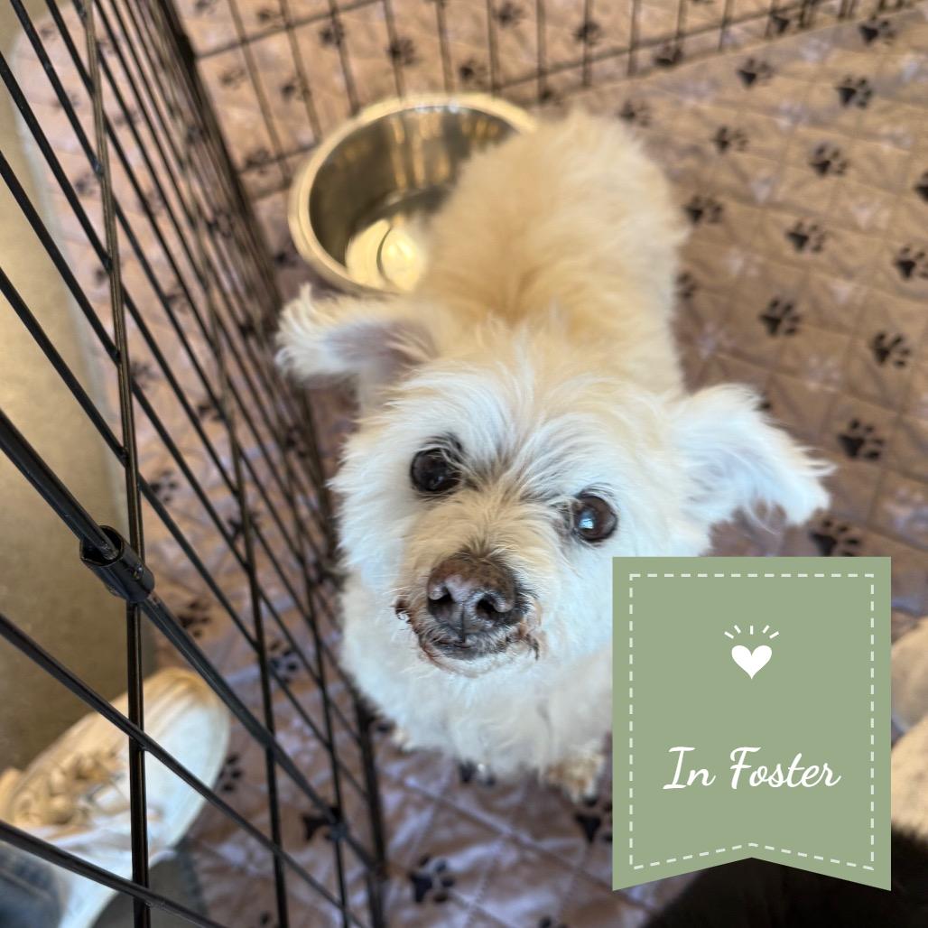 Enlarge Aku, a Adoptable Miniature Poodle in Chico, CA image 4/4