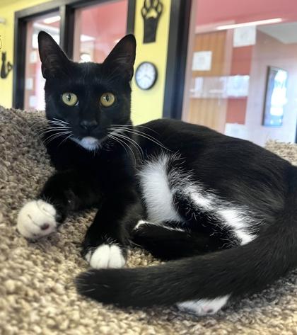 Enlarge TUMBLR, a Adoptable mixed breed in Fernandina Beach, FL image 4/4