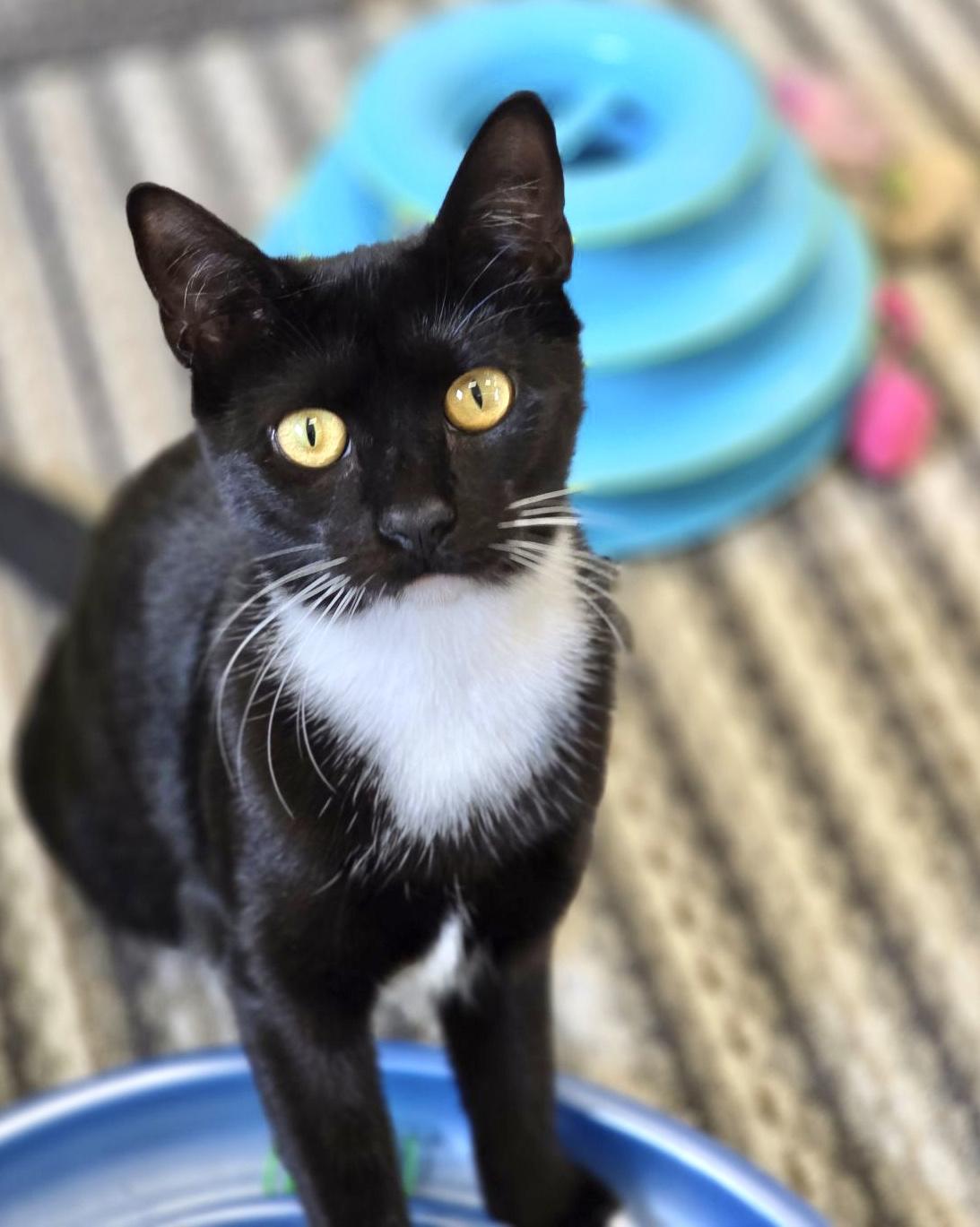 Enlarge TUMBLR, a Adoptable mixed breed in Fernandina Beach, FL image 1/4