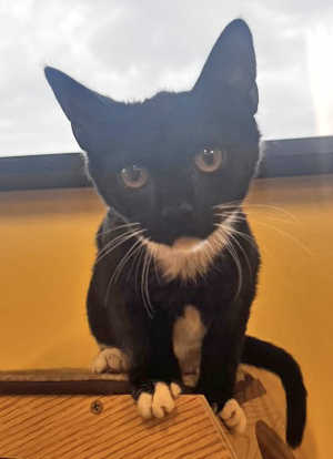 Enlarge TUMBLR, a Adoptable mixed breed in Fernandina Beach, FL image 3/4