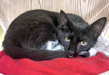 Enlarge TUMBLR, a Adoptable mixed breed in Fernandina Beach, FL image 2/4