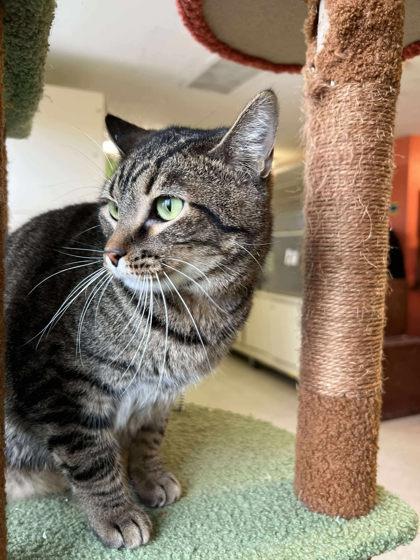 Enlarge Garland, a Adoptable mixed breed in Scottsbluff, NE image 1/3