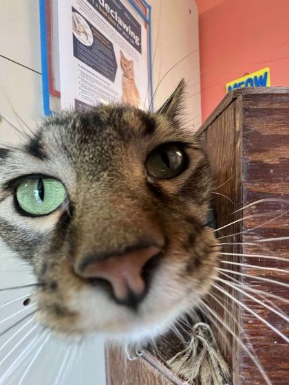 Enlarge Garland, a Adoptable mixed breed in Scottsbluff, NE image 2/3