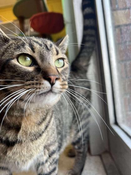 Enlarge Garland, a Adoptable mixed breed in Scottsbluff, NE image 3/3