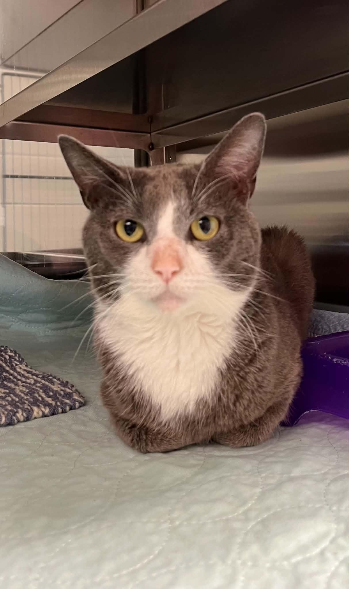Chip, Adoptable, Adult Male Domestic Short Hair.