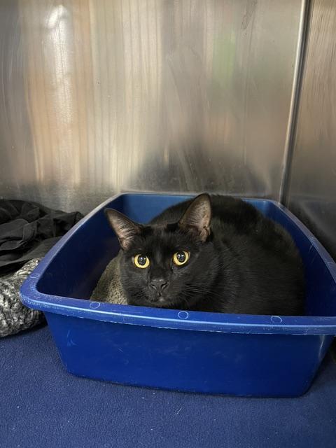 ninja, Adopted, Adult Male Domestic Short Hair.