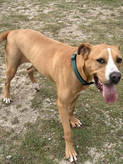 Enlarge Laura, a Adoptable mixed breed in Conway, SC image 1/2