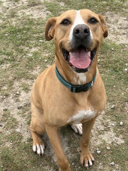 Enlarge Laura, a Adoptable mixed breed in Conway, SC image 2/2