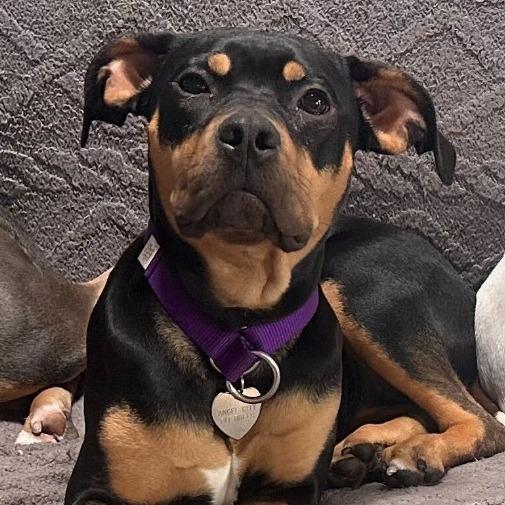 Tish, a Adoptable mixed breed in Los Angeles, CA image 1/6