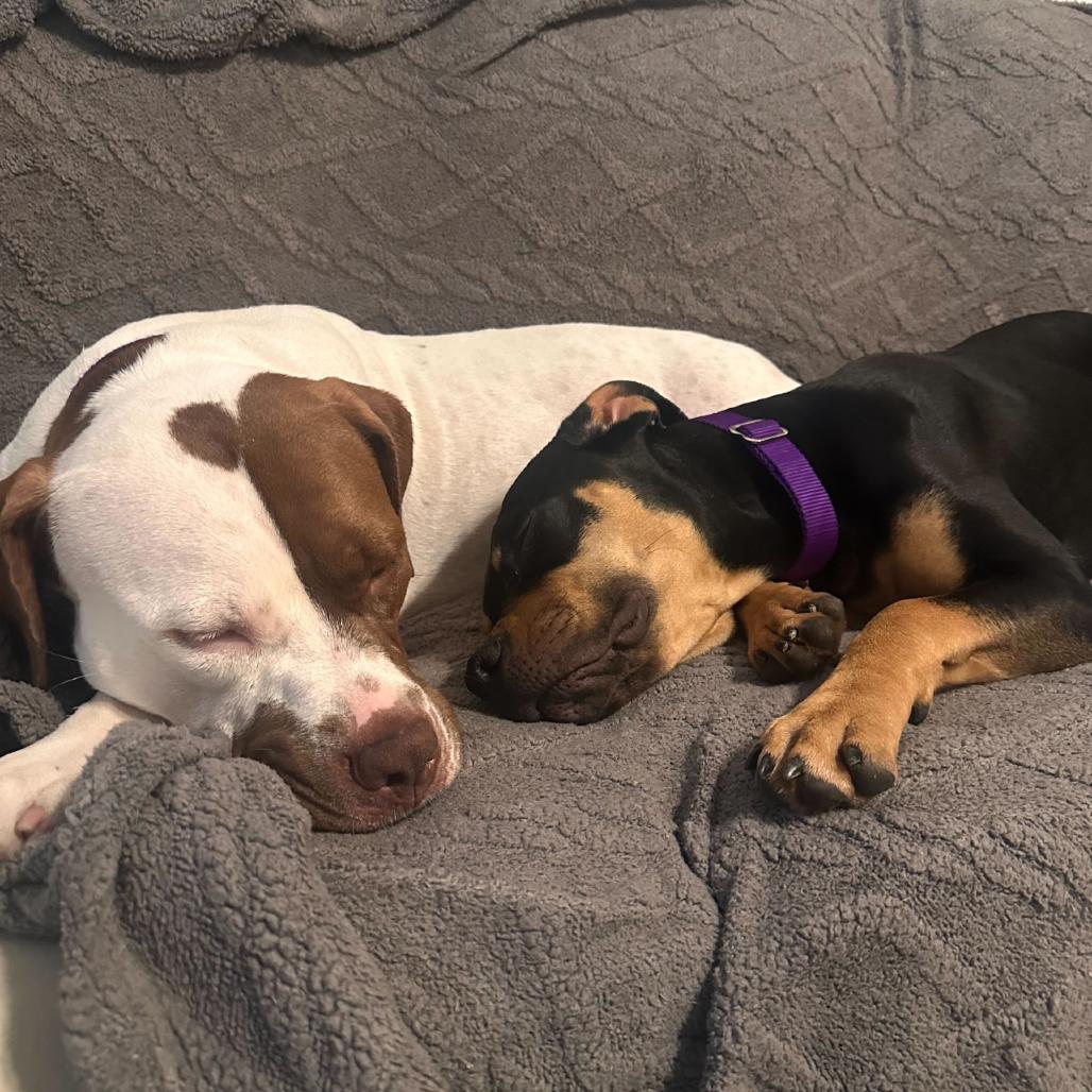 Tish, a Adoptable mixed breed in Los Angeles, CA image 2/6