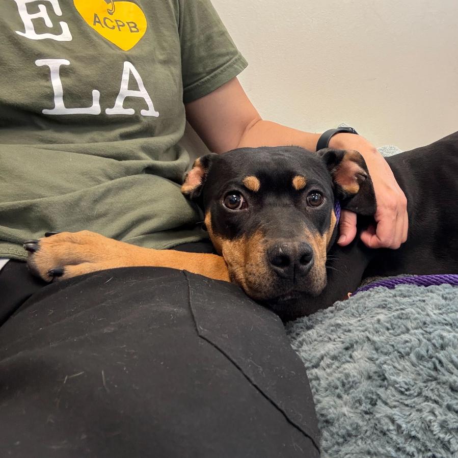 Tish, a Adoptable mixed breed in Los Angeles, CA image 3/6