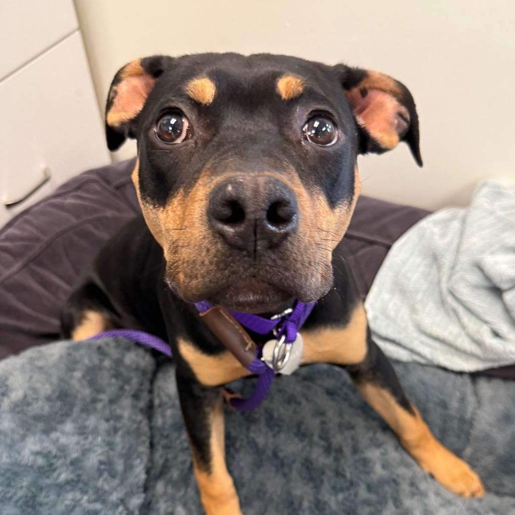 Tish, a Adoptable mixed breed in Los Angeles, CA image 4/6