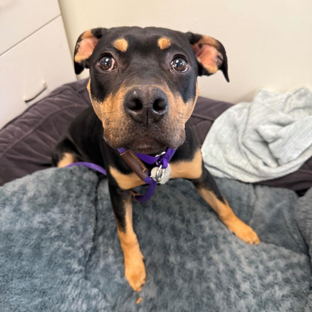 Tish, a Adoptable mixed breed in Los Angeles, CA image 5/6