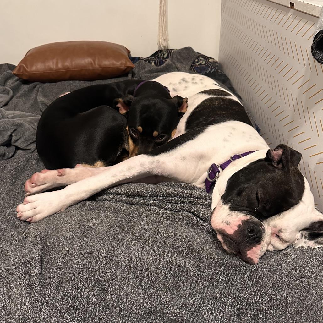 Tish, a Adoptable mixed breed in Los Angeles, CA image 6/6