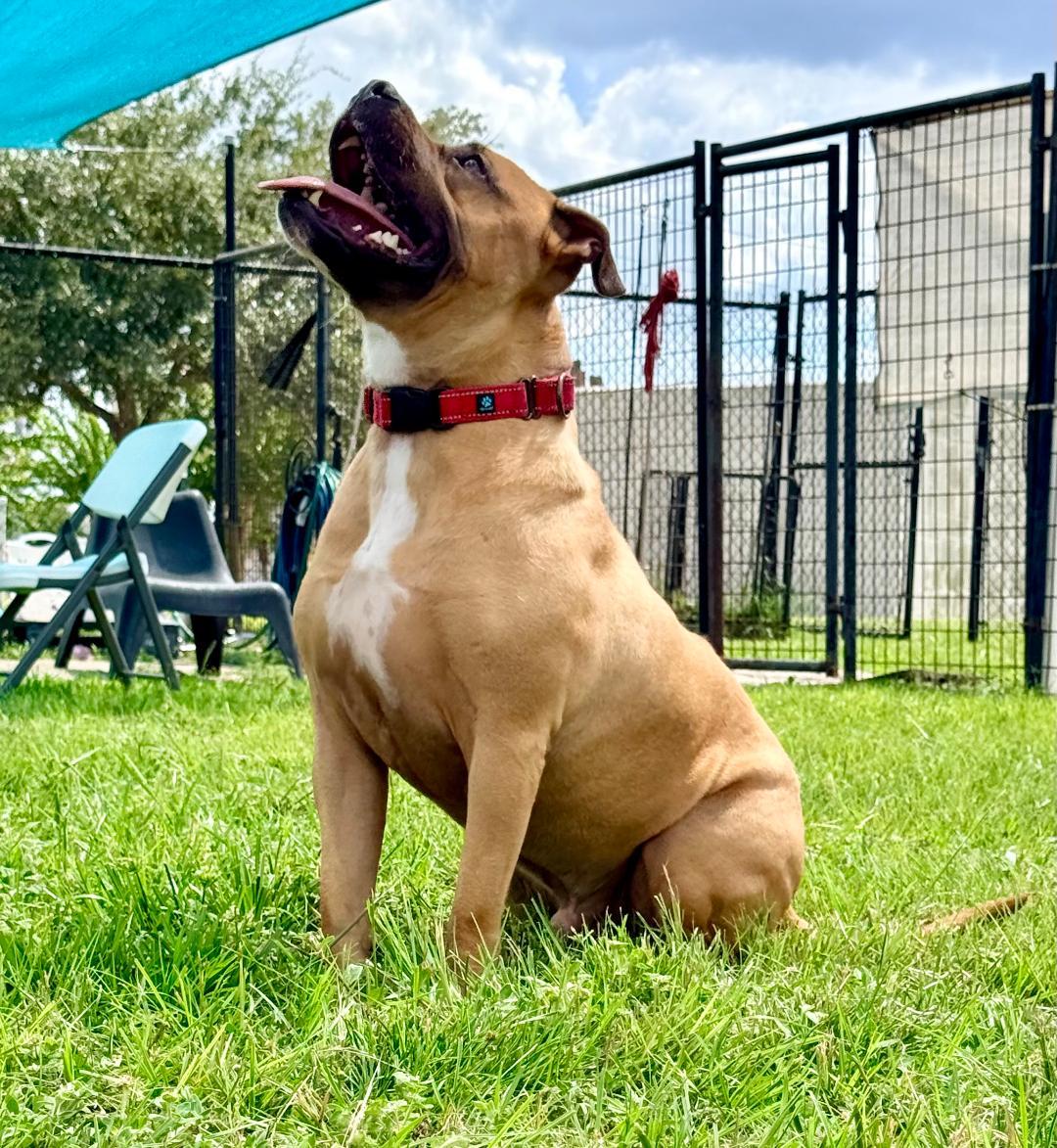 Viper, ADOPTABLE, Adult Male Boxer.