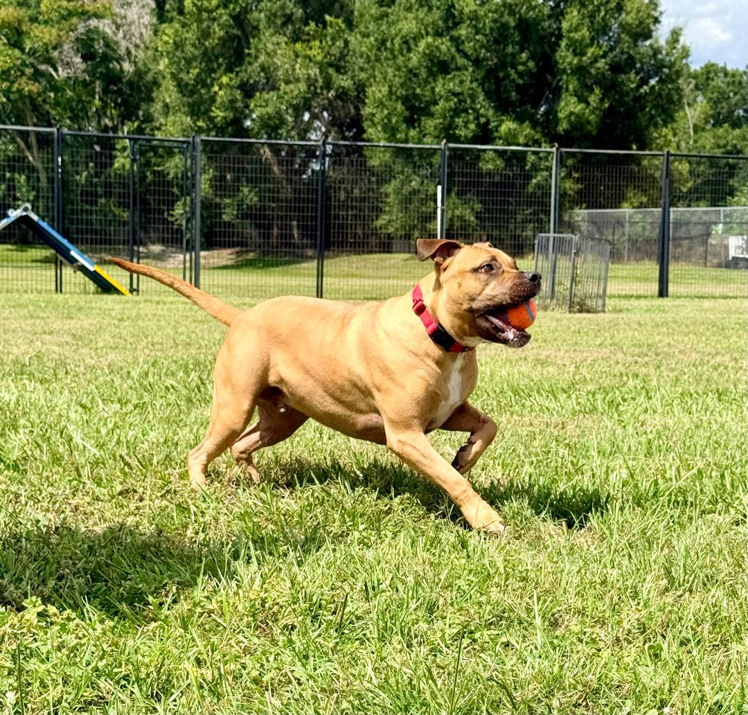 Enlarge Viper, a ADOPTABLE Boxer in Winter Haven, FL image 4/6