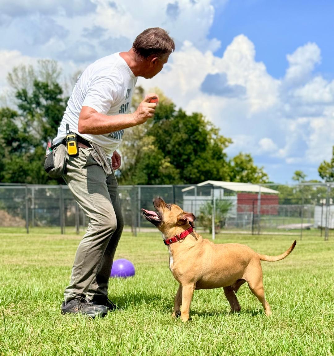 Enlarge Viper, a ADOPTABLE Boxer in Winter Haven, FL image 3/6