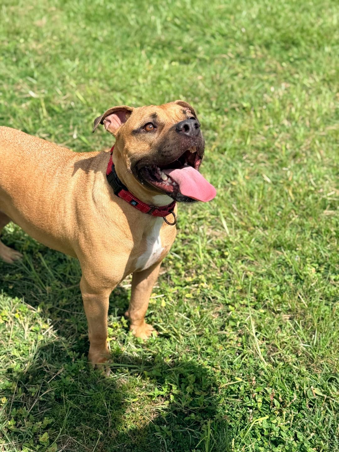 Enlarge Viper, a ADOPTABLE Boxer in Winter Haven, FL image 2/6