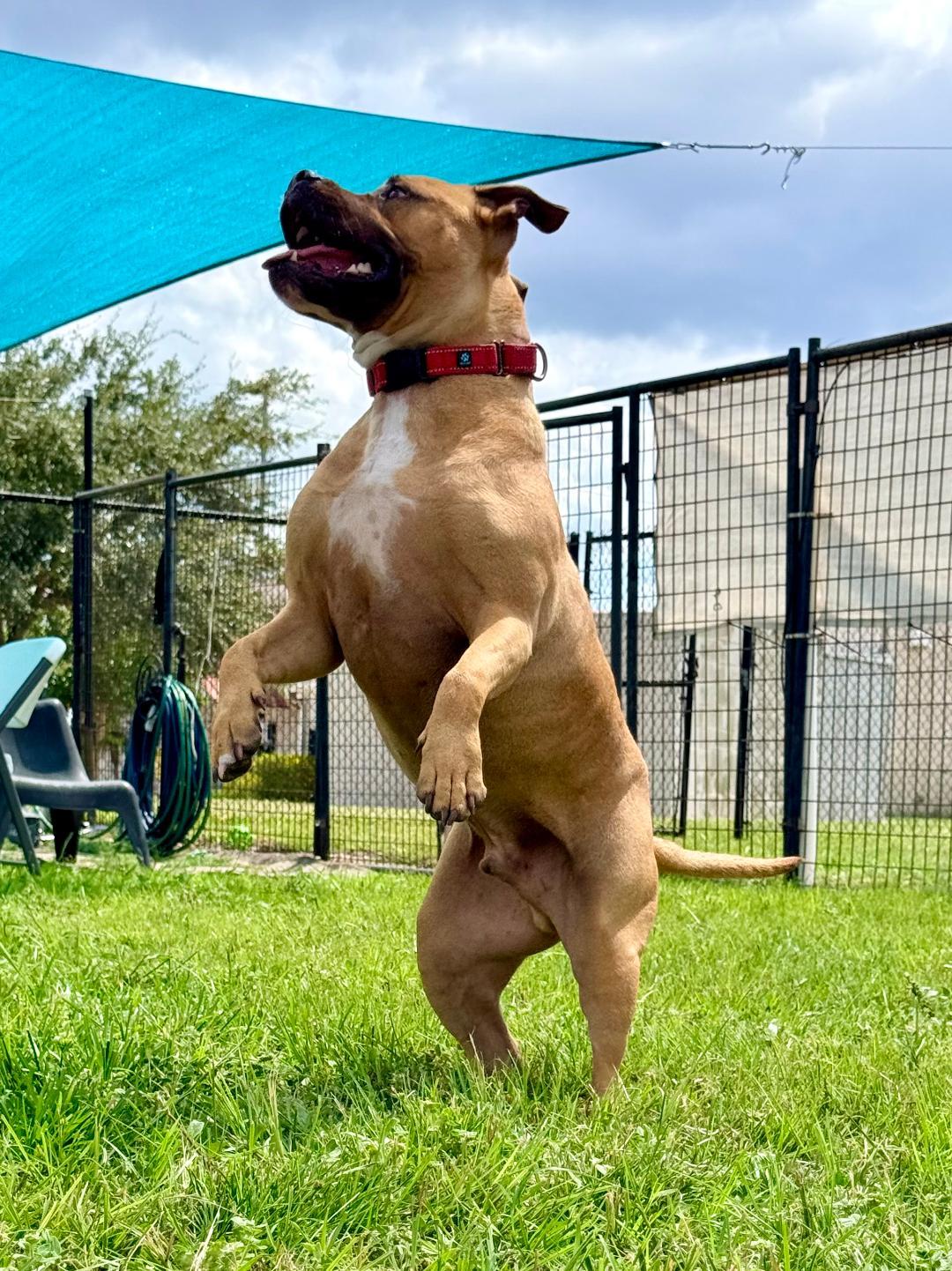 Enlarge Viper, a ADOPTABLE Boxer in Winter Haven, FL image 5/6