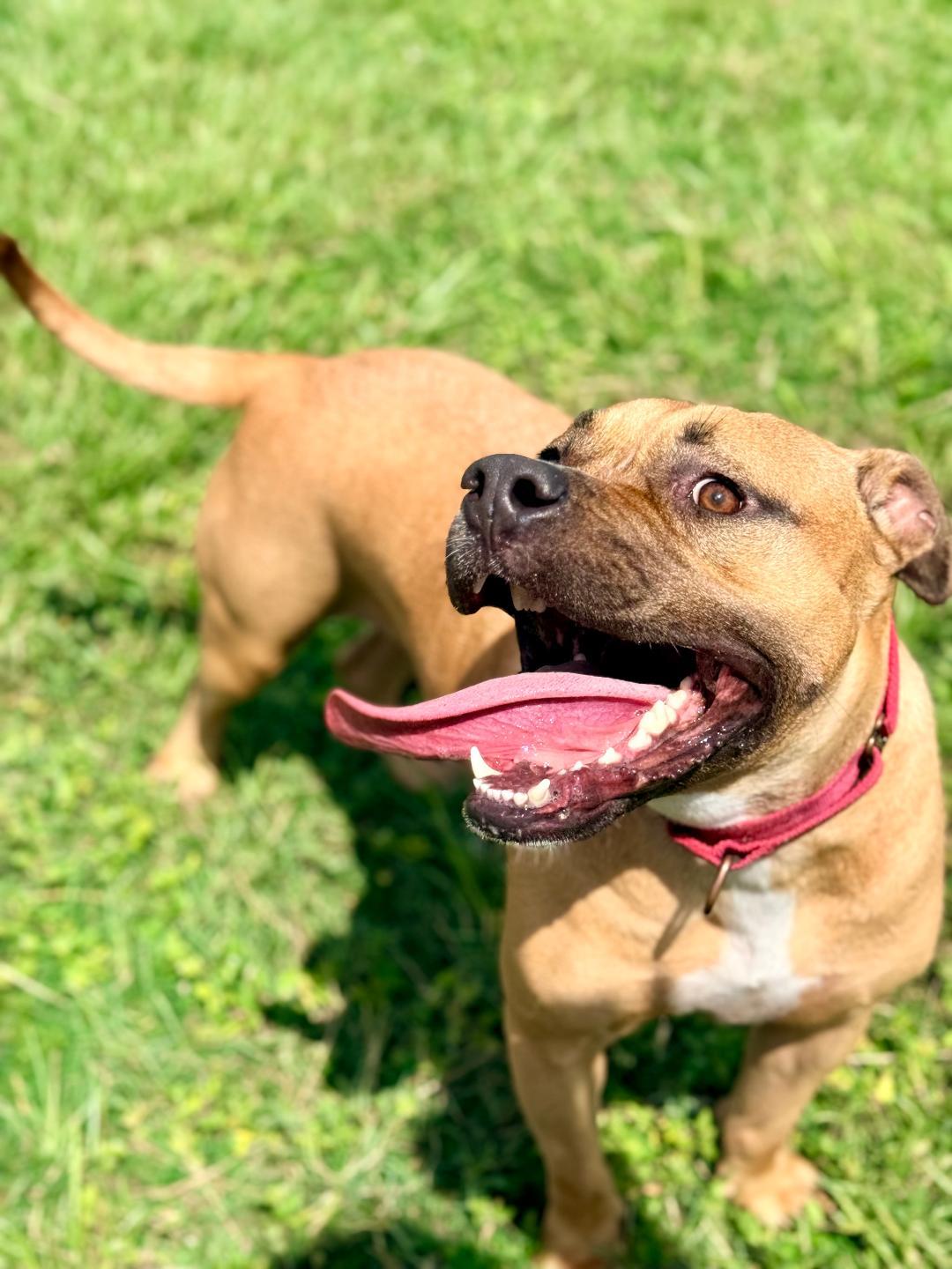 Enlarge Viper, a ADOPTABLE Boxer in Winter Haven, FL image 6/6