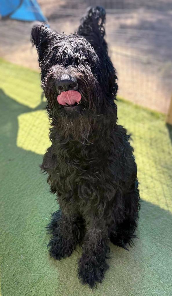 Atlas, Adoptable, Adult Male Bouvier des Flandres.