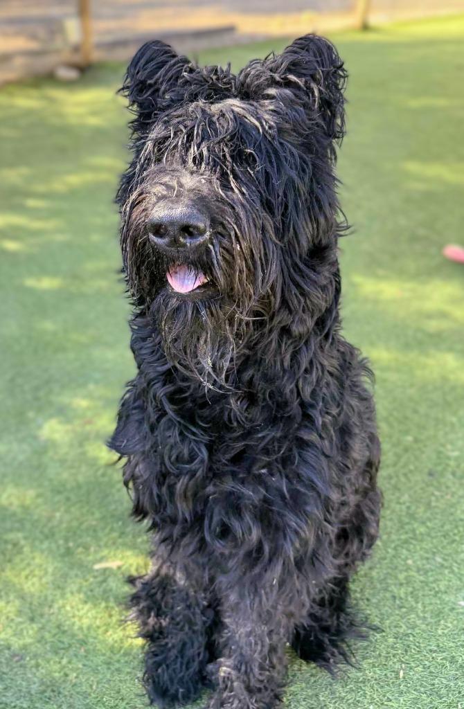 Atlas, a Adoptable Bouvier des Flandres in San Diego, CA image 2/3