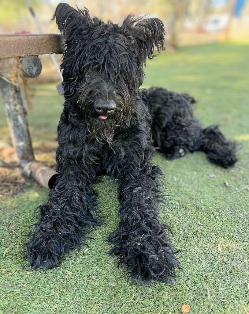 Atlas, a Adoptable Bouvier des Flandres in San Diego, CA image 3/3