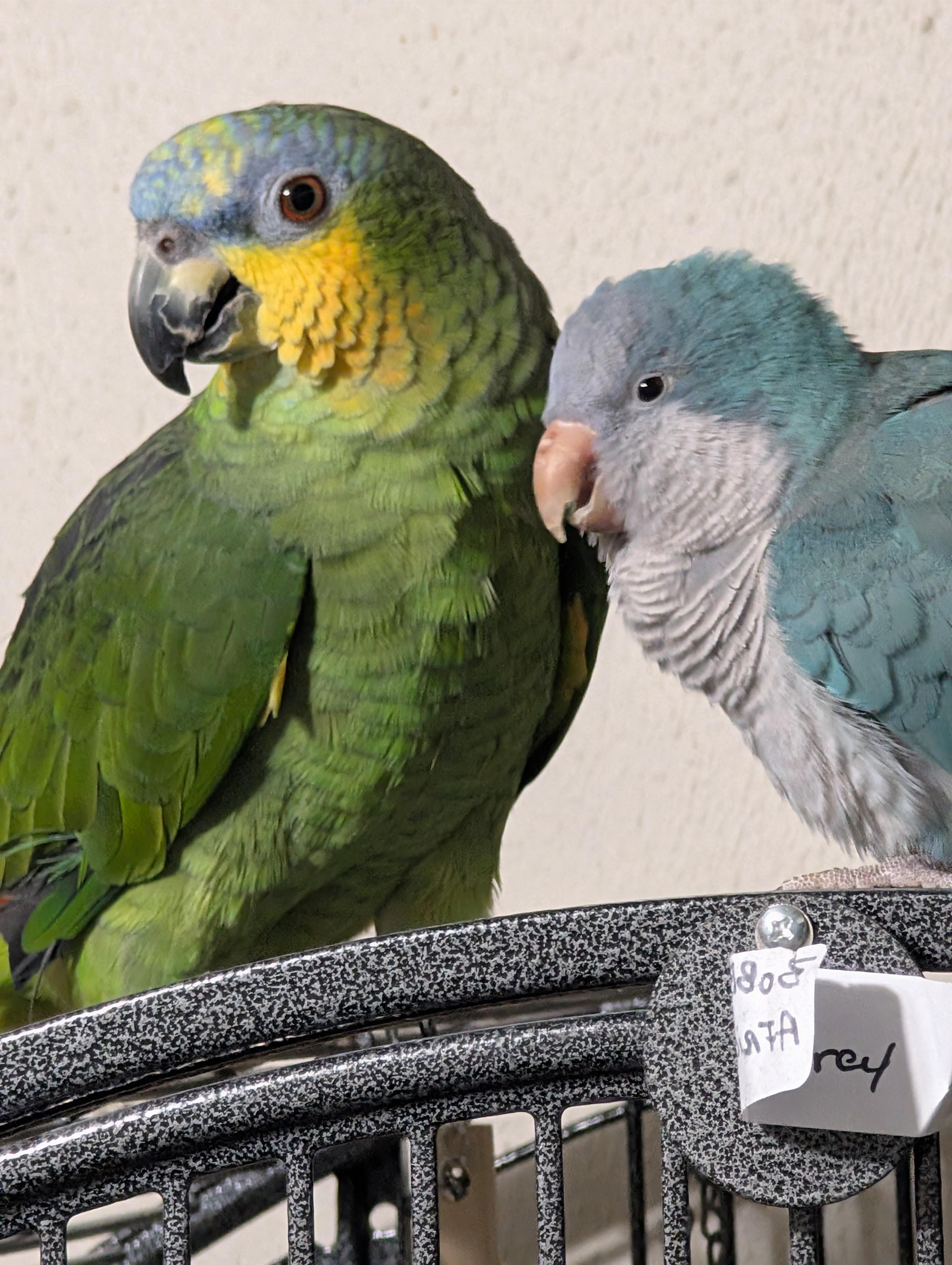 Enlarge Rocky & Bullwinkle 4 A Man Only, an adoptable Amazon in Vancouver, WA image 1/4