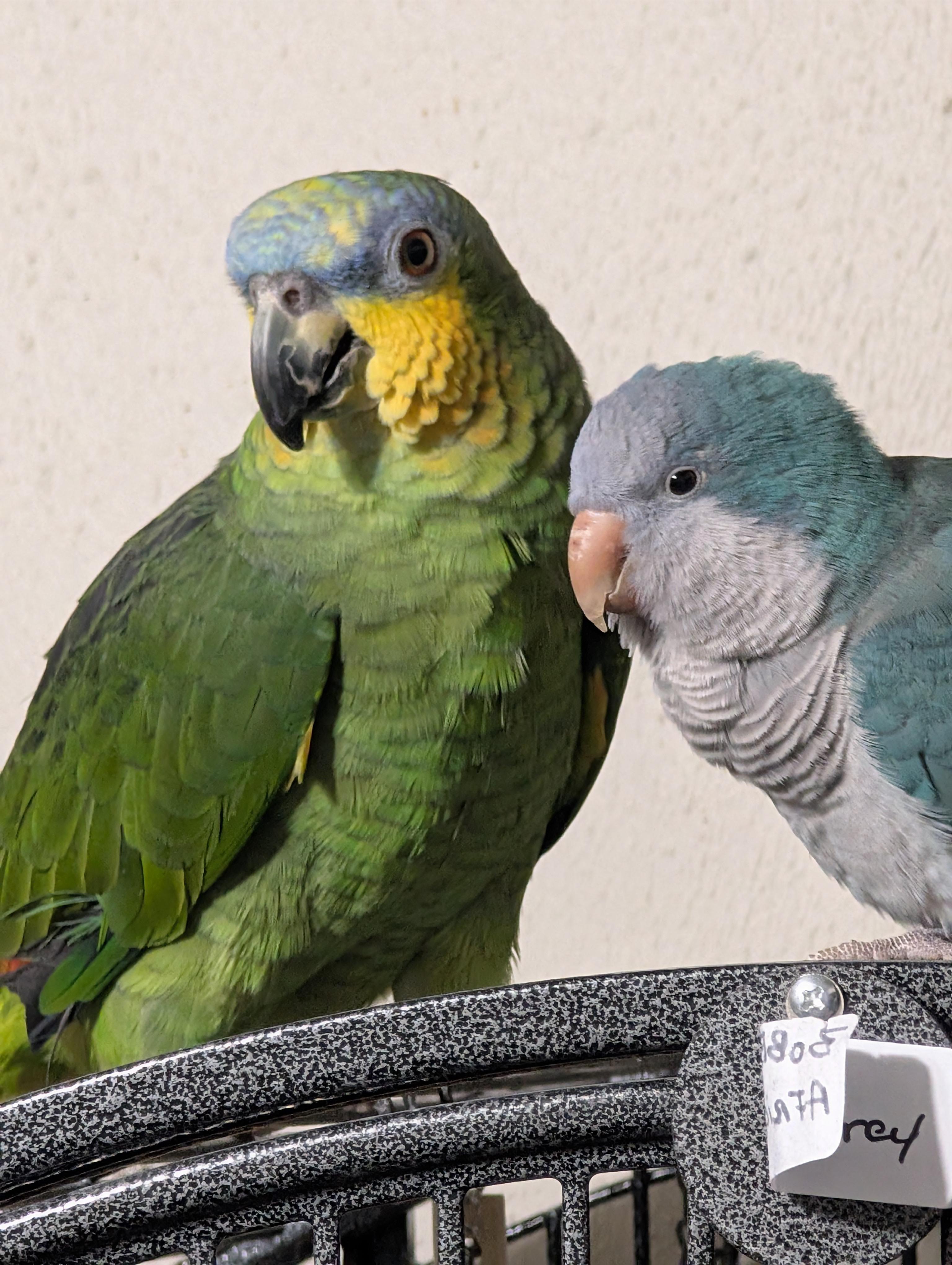 Enlarge Rocky & Bullwinkle 4 A Man Only, an adoptable Amazon in Vancouver, WA image 3/4