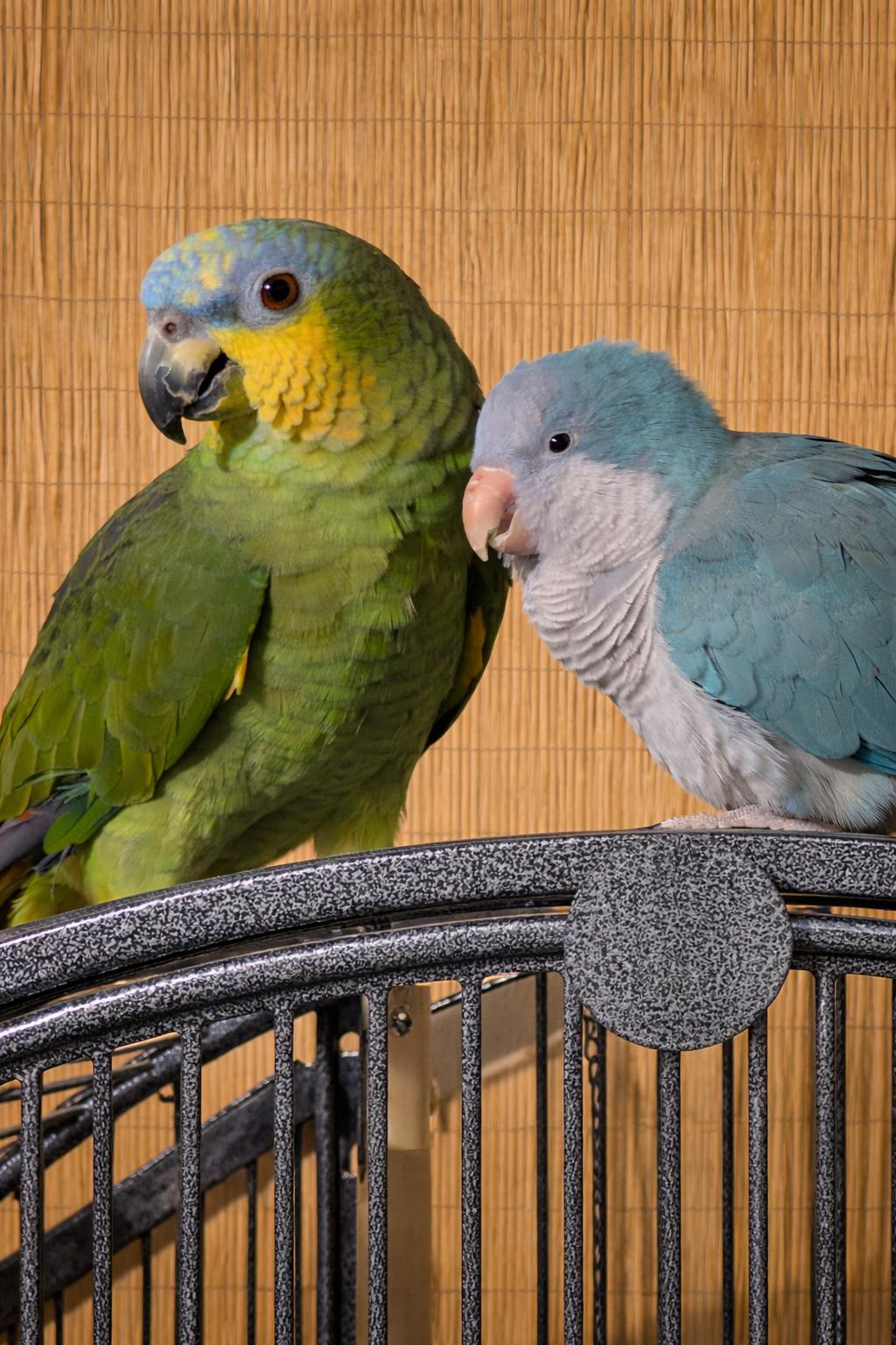 Rocky & Bullwinkle-Prefers A Male Companion, adoptable, Adult Male Amazon.