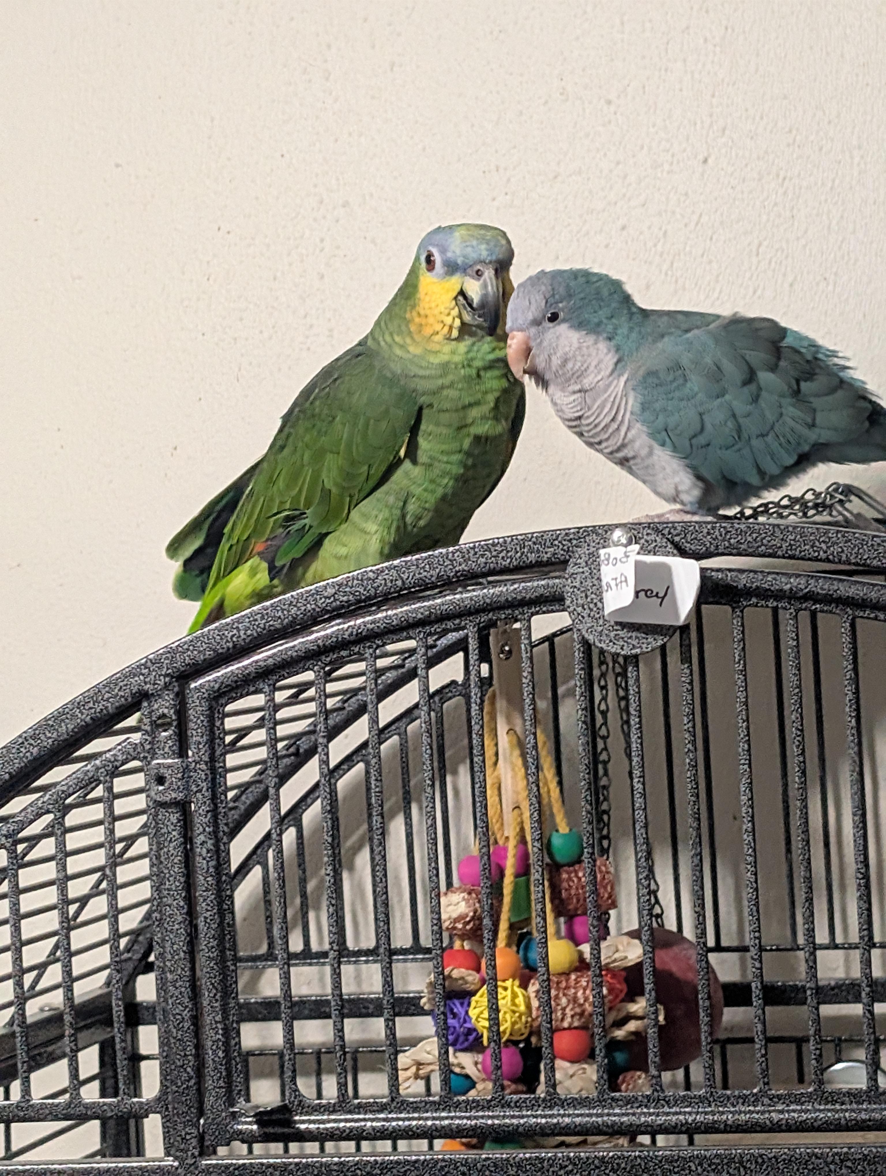 Enlarge Rocky & Bullwinkle 4 A Man Only, an adoptable Amazon in Vancouver, WA image 4/4