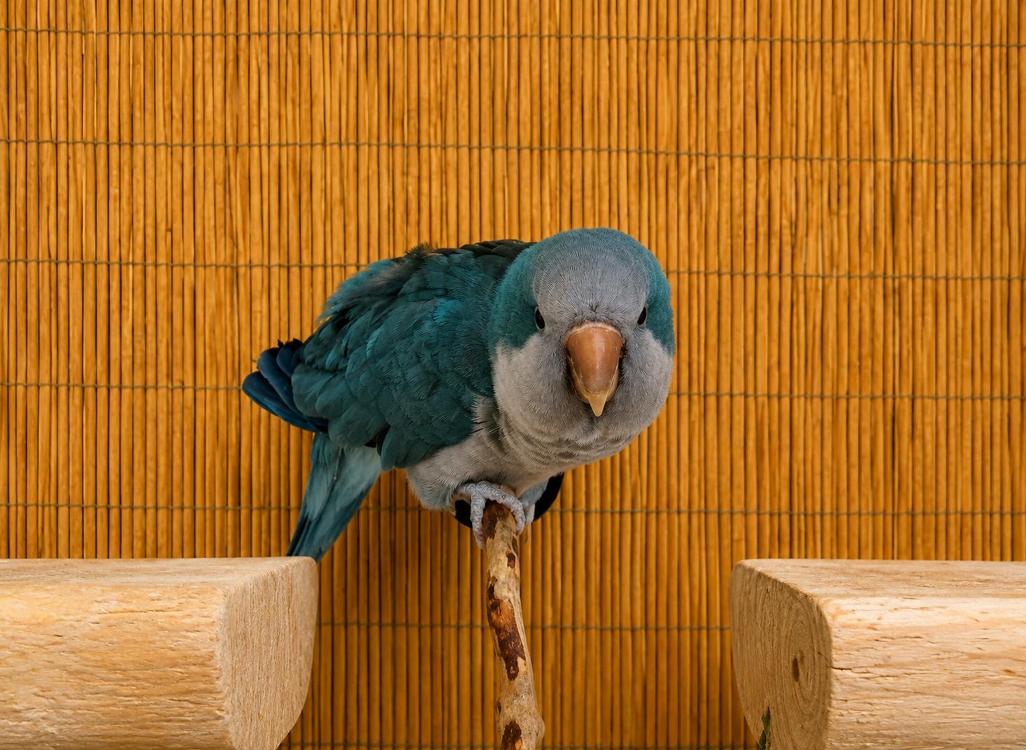 Enlarge Rocky & Bullwinkle-Prefers A Male Companion, an adoptable Amazon in Vancouver, WA image 2/6
