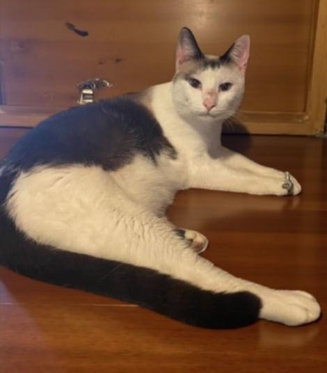 Daniel, Adoptable, Adult Male Siamese.