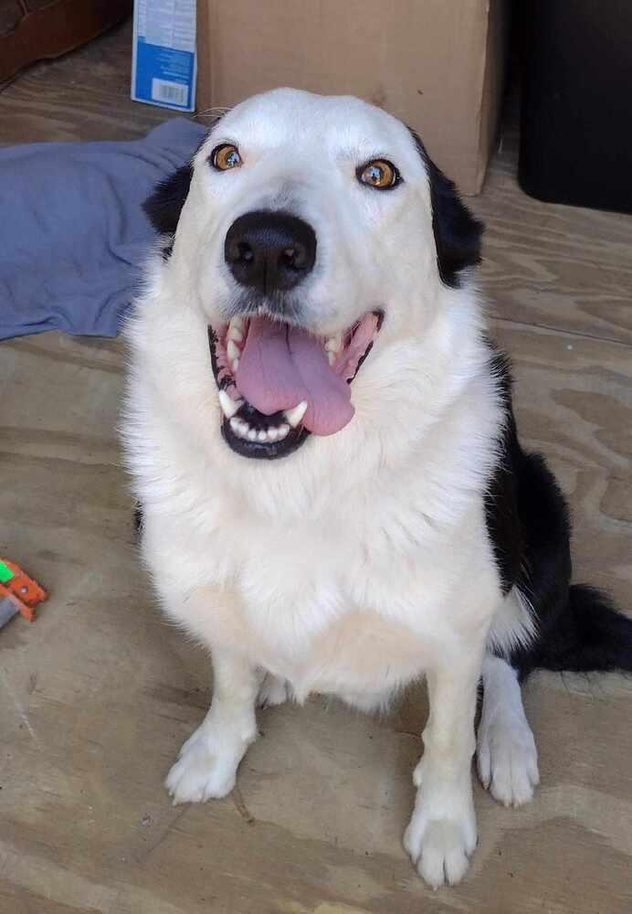 Enlarge Bandit, a Adoptable Border Collie in Nokomis, FL image 2/2