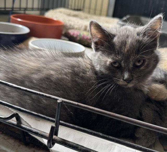 Enlarge Diane, a Adopted Domestic Medium Hair in Apollo, PA image 1/3