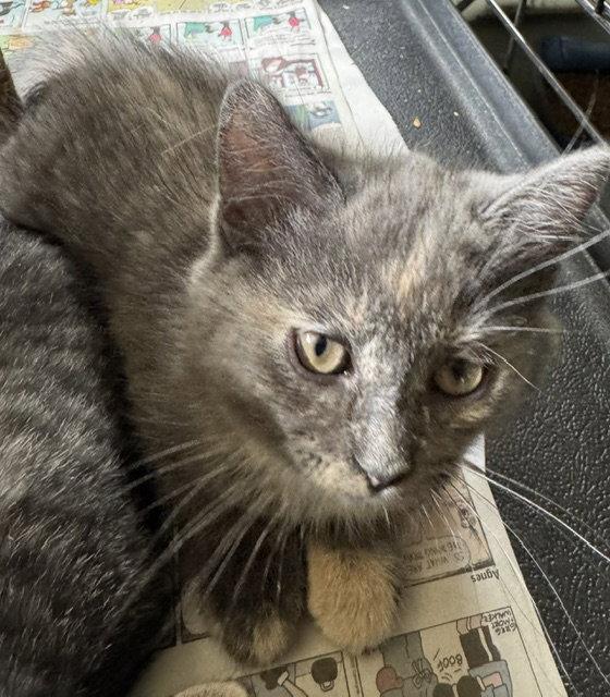 Enlarge Diane, a Adopted Domestic Medium Hair in Apollo, PA image 2/3