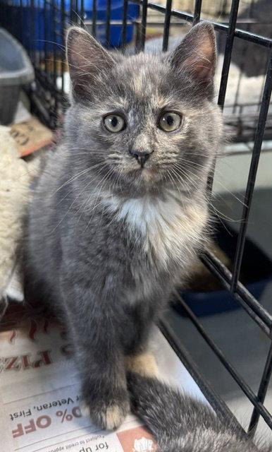 Enlarge Diane, a Adopted Domestic Medium Hair in Apollo, PA image 3/3