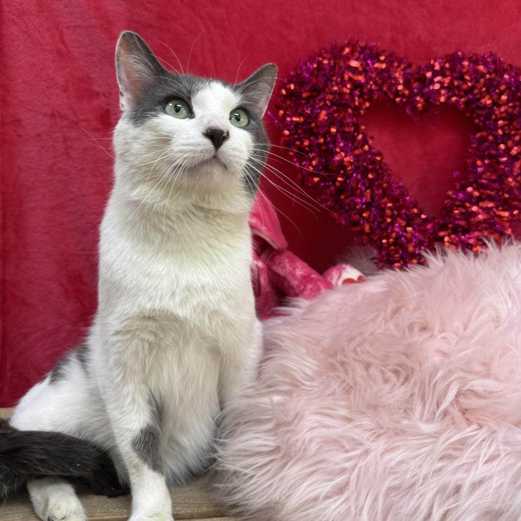 Ozzy, Adoptable, Adult Male Domestic Short Hair.