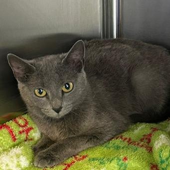 Enlarge Egypt, a Adoptable Domestic Short Hair in Knoxville, TN image 1/1