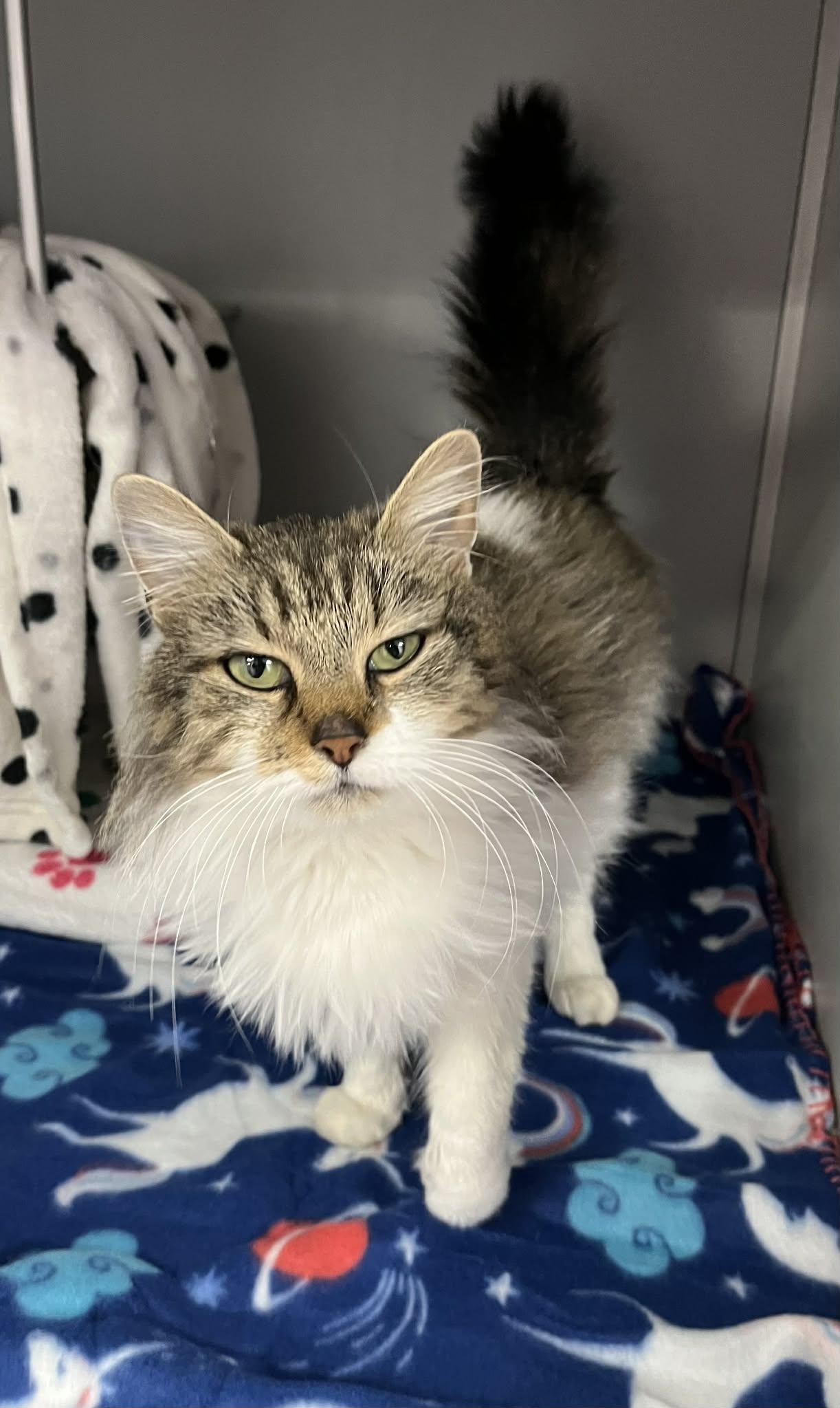 Collins , adopted, Adult Female Domestic Long Hair.