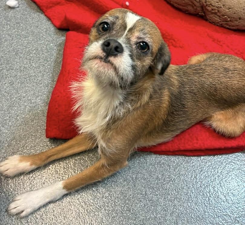 Enlarge Rowen, a Adoptable mixed breed in Toledo, OH image 2/2