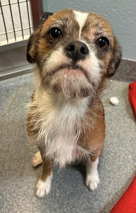 Enlarge Rowen, a Adoptable mixed breed in Toledo, OH image 1/2