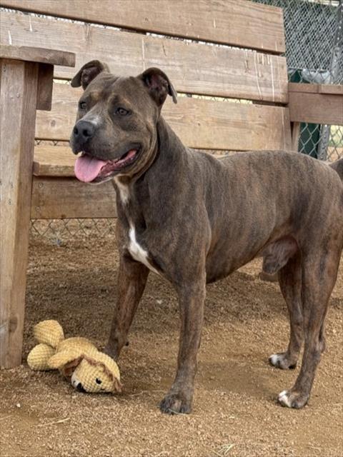 SNOOP DAWG, Adoptable, Young Male Pit Bull Terrier.